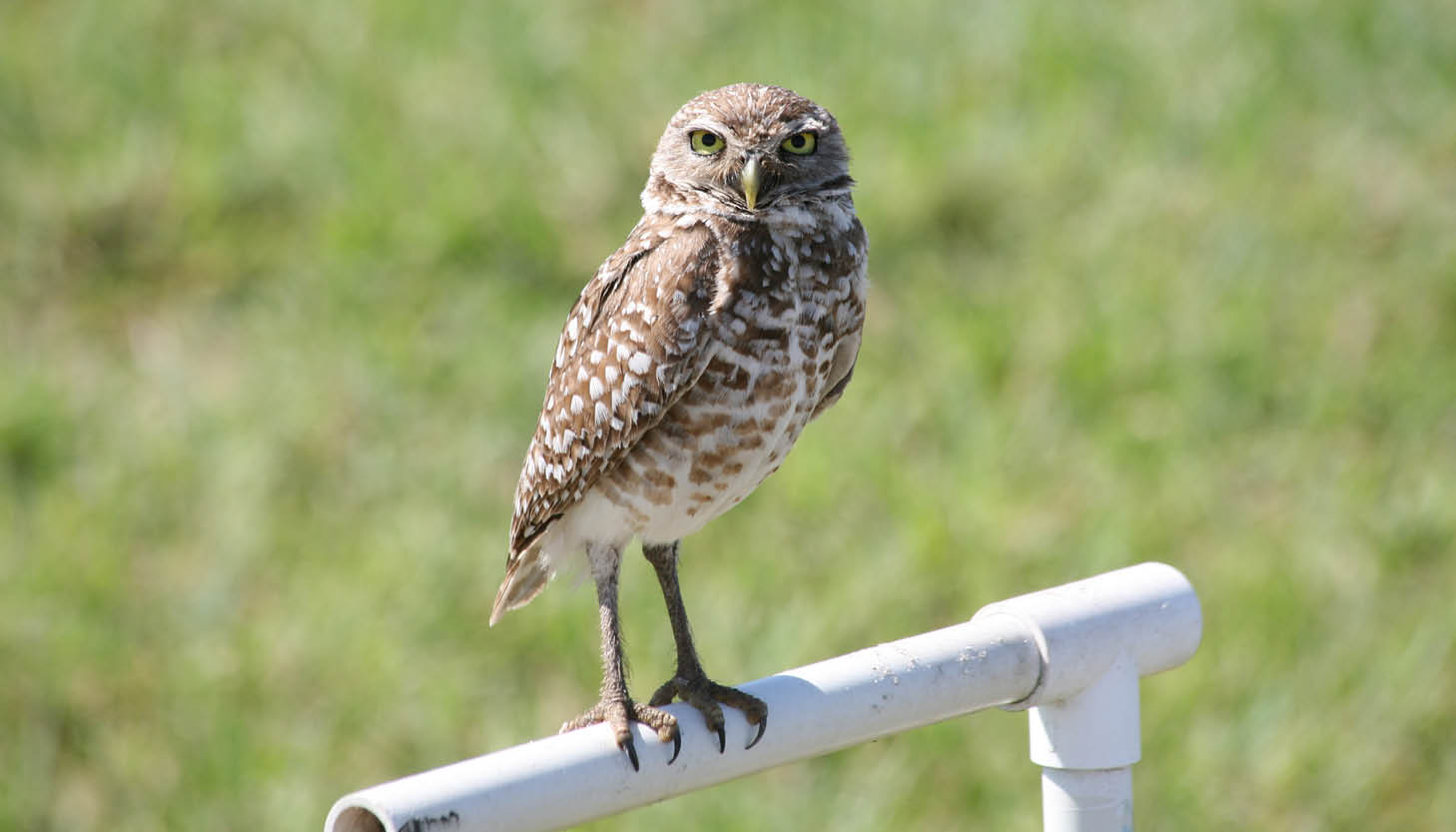 OWL PHOTO